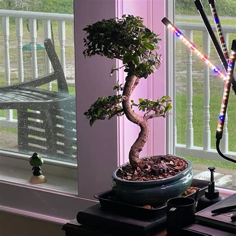 BRUSSEL'S BONSAI (2026) All You Need to Know BEFORE You Go (with Photos ...