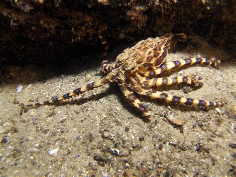 Image result for Lesser Blue-Ringed Octopus