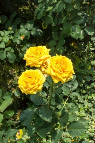 Celebrate Pongal With These Vibrant Yellow Flowers- 7th Is a Must-Have