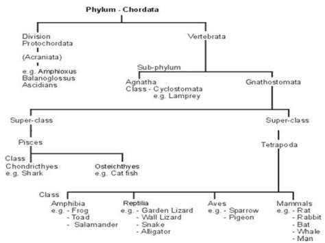 Phylum chordata - zoology | PPTX