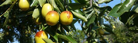 Jojoba – Deyga Organics