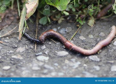 Centipede As a Predator is Attacking Earthworms or Angleworm Stock Photo - Image of creature ...