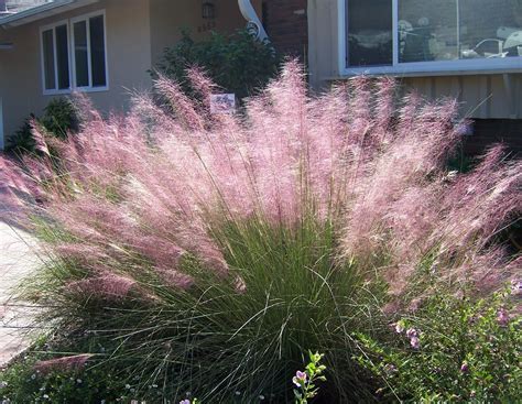 The 2 Minute Gardener: Photo - Pink Muhly Grass (Muhlenbergia capillaris)
