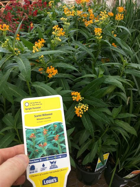 Cody's Plants: Do we have Florida Native Milkweed?