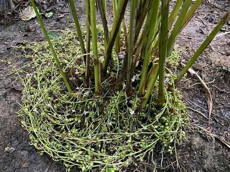 Cardamom Plants Manufacturer,Wholesale Cardamom Plants Supplier in ...