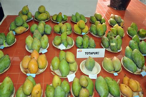 ICARGOA