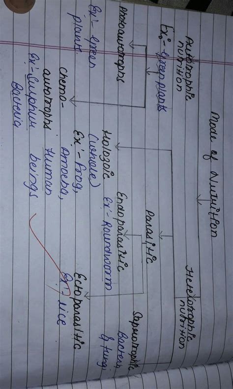 explain different modes of nutrition by flow chart - Brainly.in