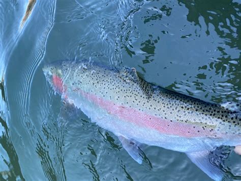 Trinity River Fish Report - Trinity River - Trinity River steelhead ...