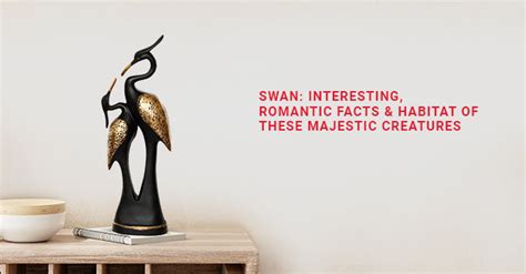 Swan: Interesting, Romantic facts & Habitat of these majestic creature ...