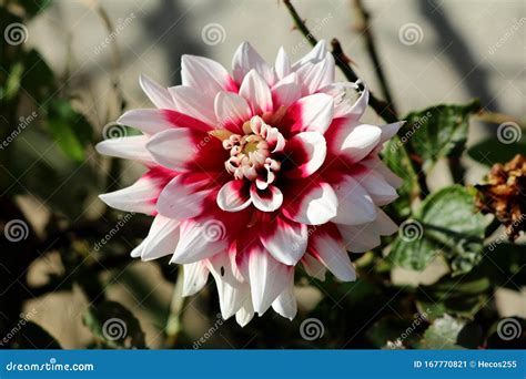Beautiful Dahlia Bushy Tuberous Plant with Large Composite Flower Head ...