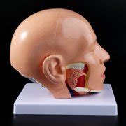Buy Human Anatomy Head Skull Brain Cerebral Artery Anatomical Model For ...