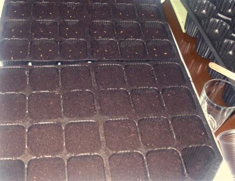 Ekinezya yetiştirme - Page 4 - agaclar.net