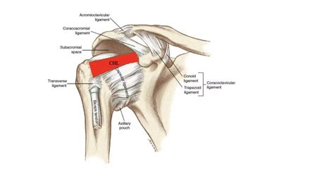 ACROMIOCLAVICULAR JOINT INJURY | PPTX