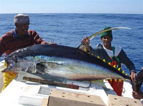 Pesca en Isla de Sal - Cabo Verde - Marlin y Atunes