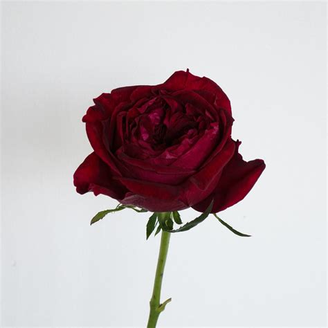 David Austin English Garden Roses - Tess in Red | Hope Flower Farm