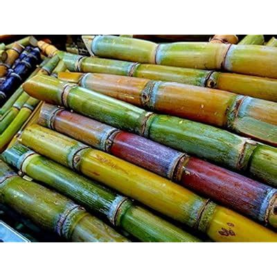 Tara-is-freshwater Thai Akha Heirloom Sugar Cane Seeds - Rare and India ...