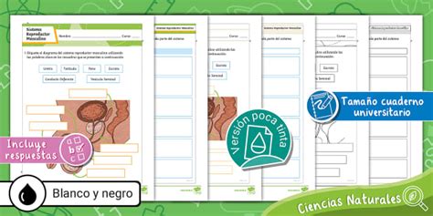 Sistema Reproductor | Gónadas | Aparato Masculino | Ciencias