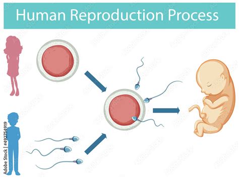 Reproduction in Humans Whole Process 的图像结果