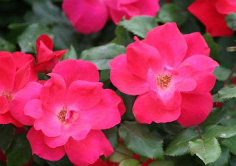 Double Knockout Roses Plant Care Guide | Plantly