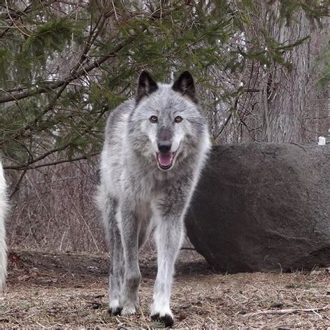Wolves Running Really Fast 的图像结果