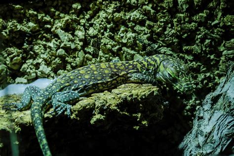 Endangered Komodo dragons hatch for 1st time in decade in Spain | Daily Sabah
