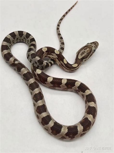 常见的玉米蛇种类有哪些？ - 知乎