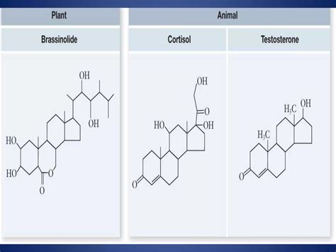 PLANT GROWTH HORMONE | PPTX