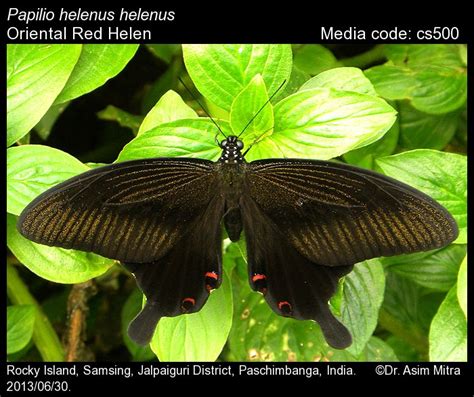 Papilio helenus | Butterfly