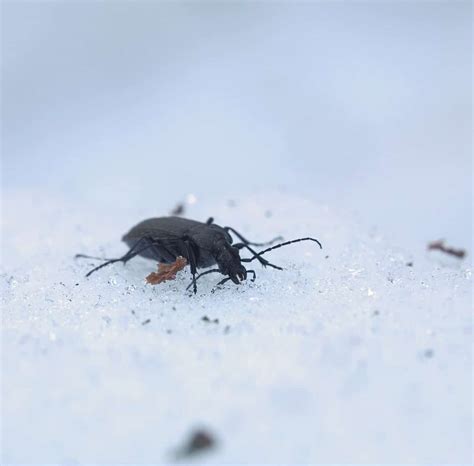 What Bugs Can Survive Winter at Kristopher Chambers blog