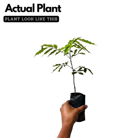 Pulasan Fruit / Philosan (Nephelium mutabile) Fruit Live Plant (Home ...