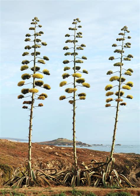 Century plant (Agave americana) | Feedipedia