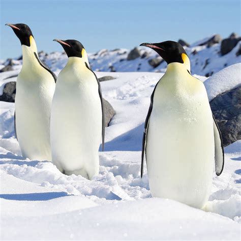 Emperor Penguins Predators