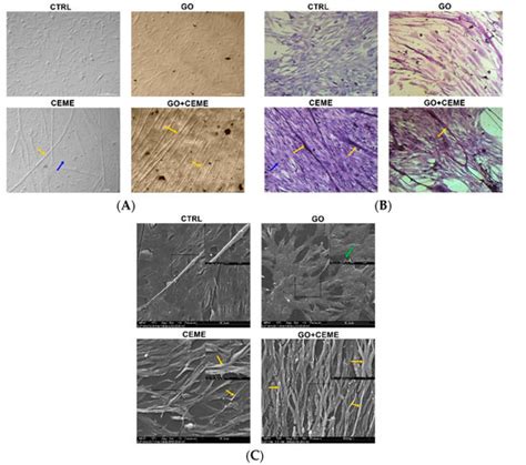 Effects of Graphene Oxide Nanofilm and Chicken Embryo Muscle Extract on ...