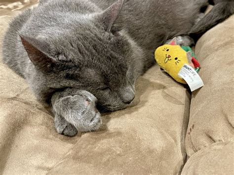 Obituaries - Oakey's Pet Funeral Home