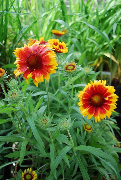 Arizona Sun Blanket Flower • Kiwi Nurseries Ltd