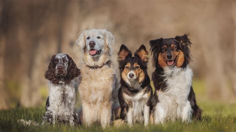 Everything You Need to Know About English Dog Breeds