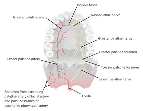 Palate: Anatomy | Concise Medical Knowledge