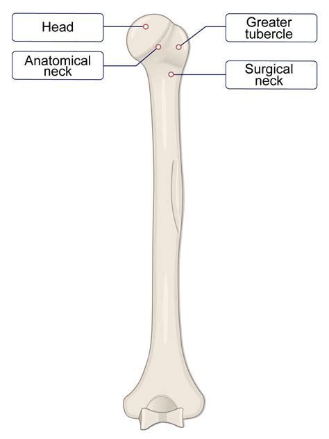 Humerus Labeling Quiz