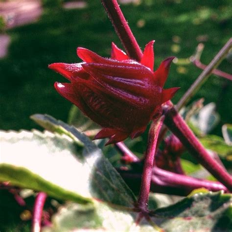 Thai roselle seeds – Euphoricgreens