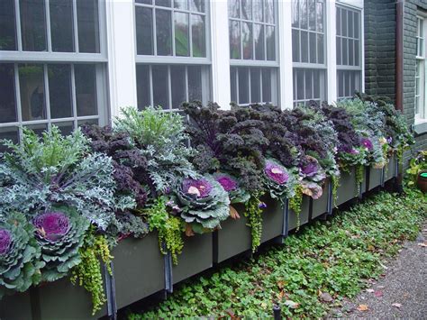 How To Plant Window Box Planters at Adam Ross blog