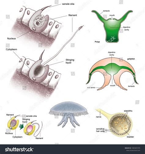 18 Jellyfish Nervous System Images, Stock Photos & Vectors | Shutterstock