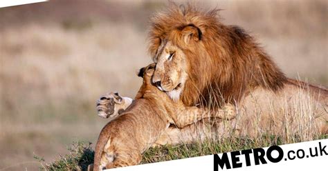 Image result for Simba's Pouncing Lesson