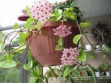 piante di fiori plantfiles pictures krimson princess hoya wax plant piante di fiori plantfiles pictures krimson princess hoya wax plant