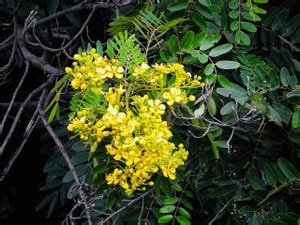 PSAgroinput Cassia seeds, Cassia Fistula,Golden Shower Tree, Indian ...