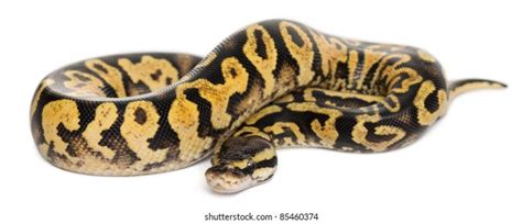 Image result for Hot Lady Programming Python