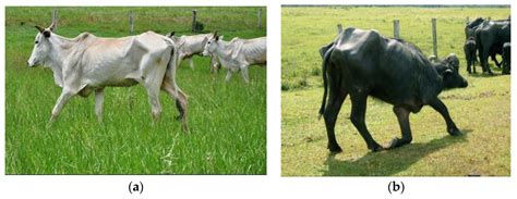 Phosphorus for Cattle and Buffaloes in Brazil: Clinical Signs and ...