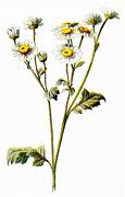Image result for Free Download Wildflower Clip Art
