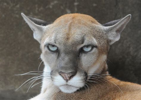 Mountain Lion Snatches Pet Dog Out for Walk in Arizona: 'We Screamed ...
