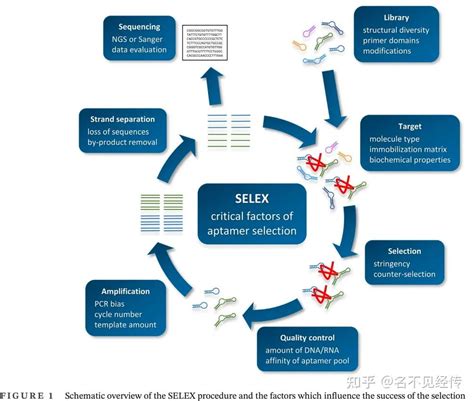 Selexity Script 的图像结果