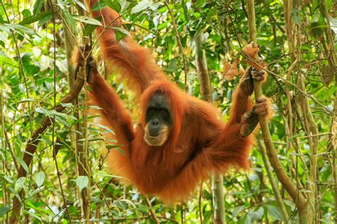Where to see orangutans in Borneo | Rough Guides